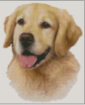 (image for) Golden Retriever (No Background)
